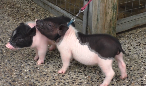 螢幕快照 2014-06-03 下午3.26.42