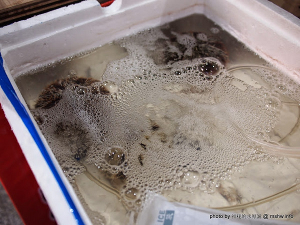 第一猛東石烤鮮蚵(櫻花路分店)：【食記】台中第一猛東石烤鮮蚵西屯店@西屯MRT櫻花 : 東西果然很新鮮,烤的功力也不錯,記得要對海鮮有點認知比較安全【食記】台中第一猛東石烤鮮蚵西屯店@西屯MRT櫻花 : 東西果然很新鮮,烤的功力也不錯,記得要對海鮮有點認知比較安全