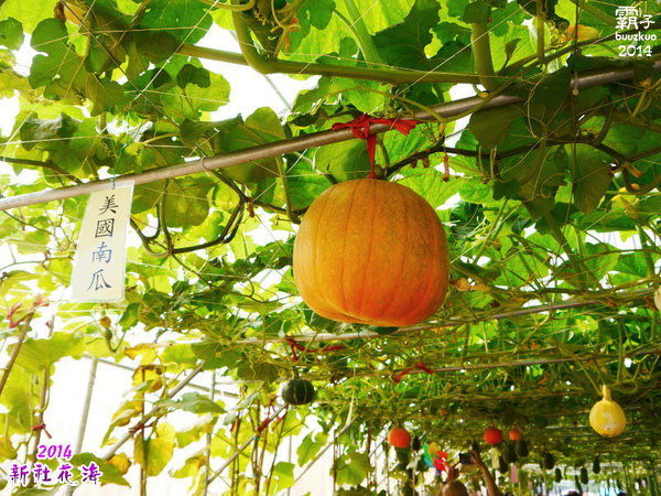 2014新社花海：2014新社花海暨台中國際花毯節，散步賞花去～