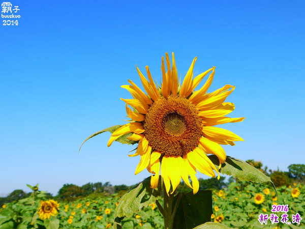 2014新社花海：2014新社花海暨台中國際花毯節，散步賞花去～