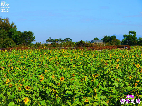 2014新社花海：2014新社花海暨台中國際花毯節，散步賞花去～