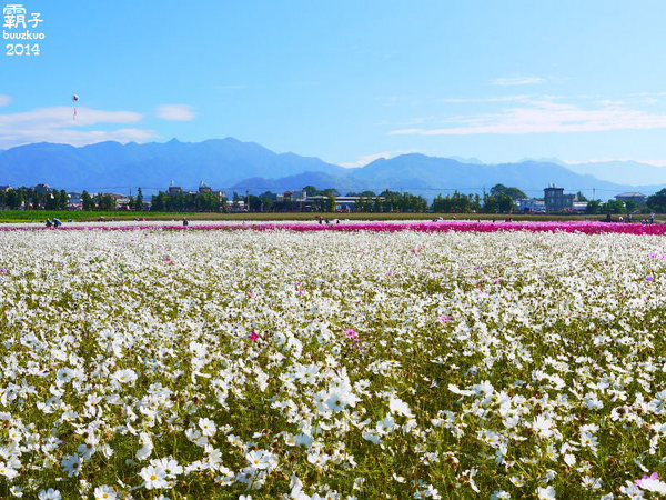 2014新社花海：2014新社花海暨台中國際花毯節，散步賞花去～