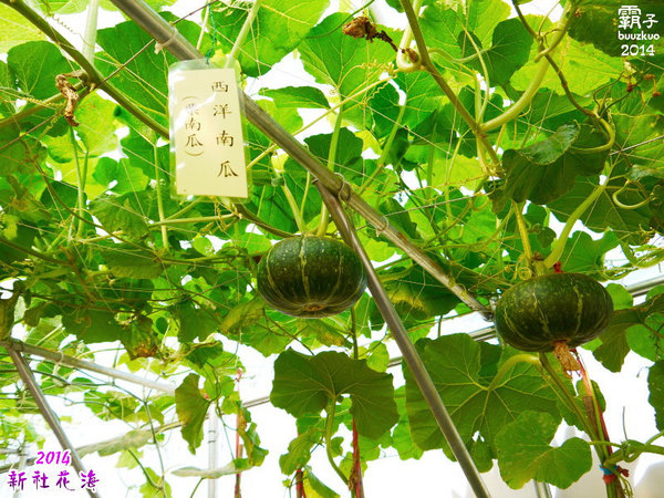 2014新社花海：2014新社花海暨台中國際花毯節，散步賞花去～