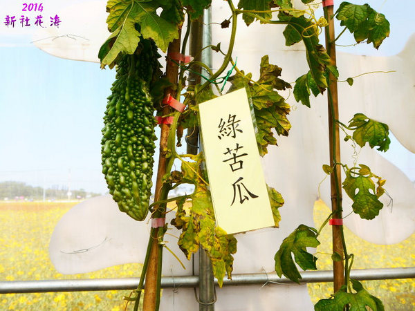 2014新社花海：2014新社花海暨台中國際花毯節，散步賞花去～