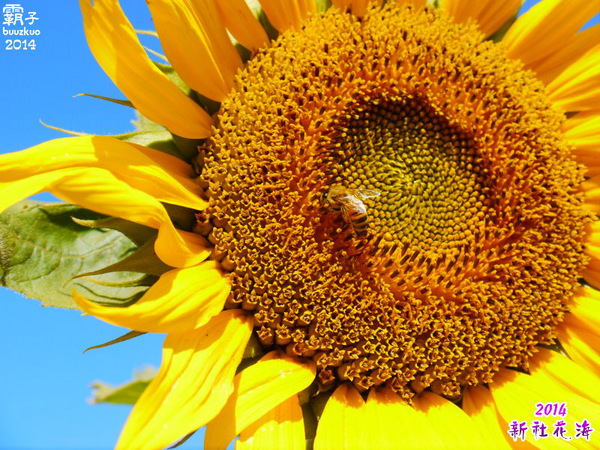 2014新社花海：2014新社花海暨台中國際花毯節，散步賞花去～