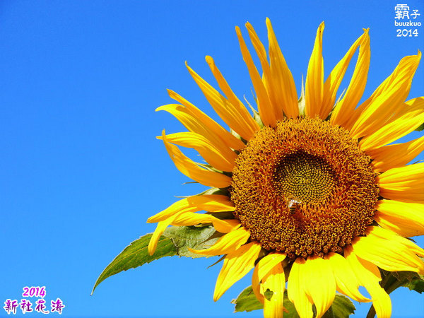 2014新社花海：2014新社花海暨台中國際花毯節，散步賞花去～