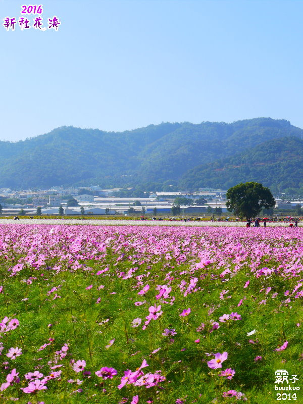 2014新社花海：2014新社花海暨台中國際花毯節，散步賞花去～