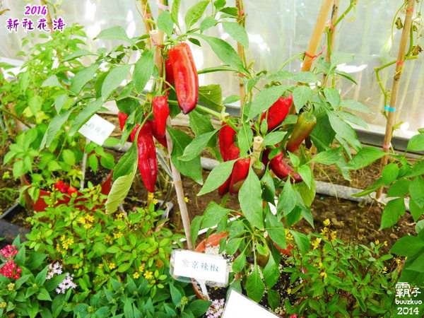 2014新社花海：2014新社花海暨台中國際花毯節，散步賞花去～