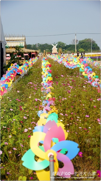 101年新社花海&台中國際花毯節：【台中/新社】美到不行~2012新社花海節