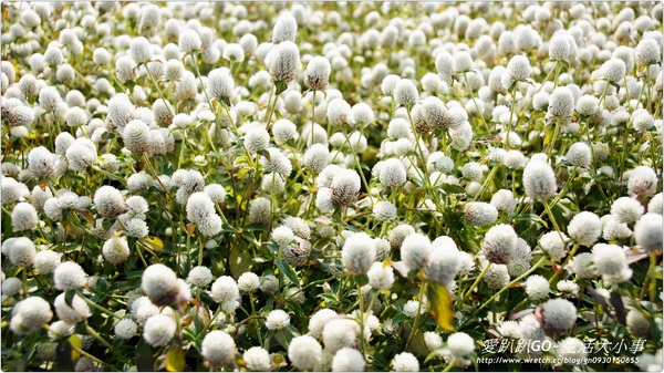 101年新社花海&台中國際花毯節：【台中/新社】美到不行~2012新社花海節