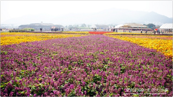 101年新社花海&台中國際花毯節：【台中/新社】美到不行~2012新社花海節