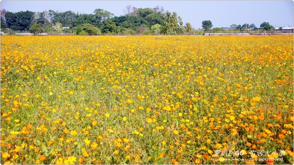 101年新社花海&台中國際花毯節：【台中/新社】美到不行~2012新社花海節