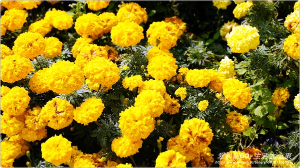 101年新社花海&台中國際花毯節：【台中/新社】美到不行~2012新社花海節