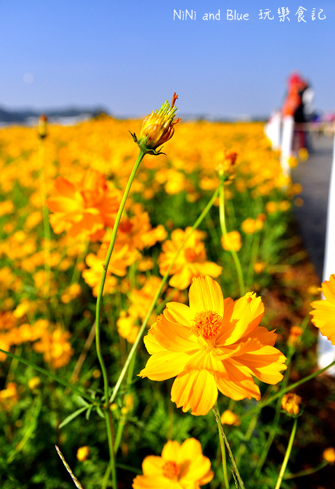 2014新社花海14.jpg