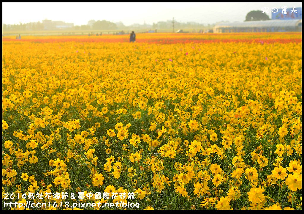 2014新社花海節＆臺中國際花毯節DSC_4839