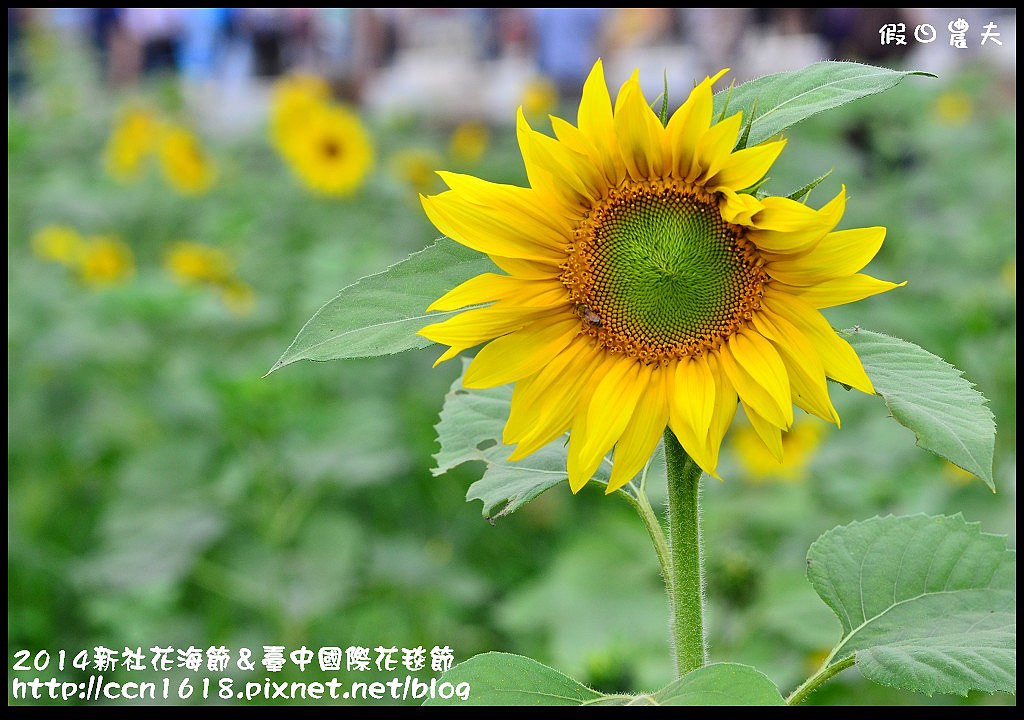 2014新社花海節＆臺中國際花毯節DSC_4934