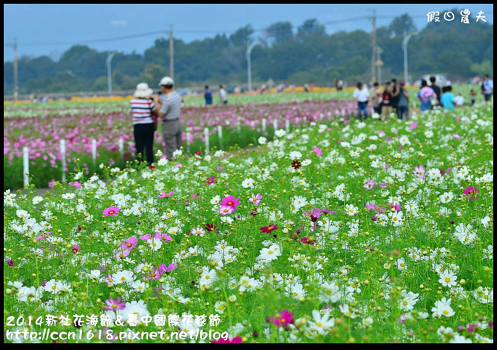 2014新社花海節＆臺中國際花毯節DSC_4922
