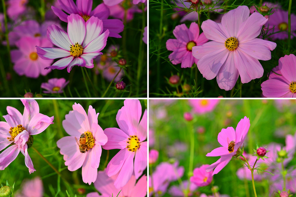 2014新社花海節＆臺中國際花毯節