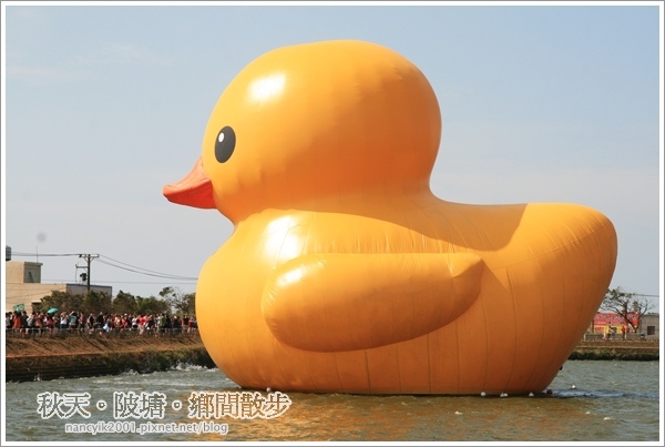 新屋後湖埤,黄色小鴨桃園逗留處:秋天陂塘鄉間散步【2013桃園縣地景廣場藝術節】