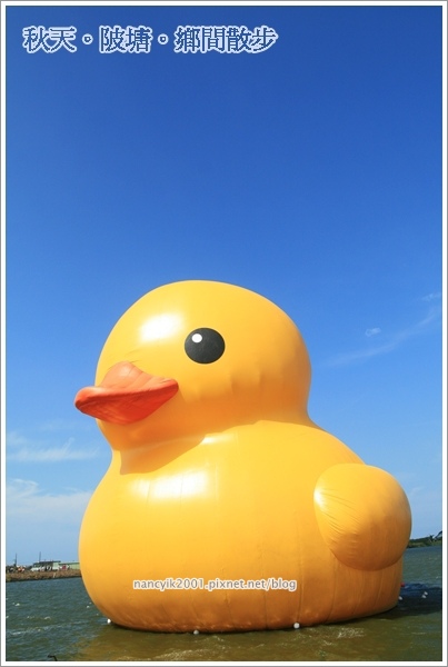 新屋後湖埤,黄色小鴨桃園逗留處:秋天陂塘鄉間散步【2013桃園縣地景廣場藝術節】