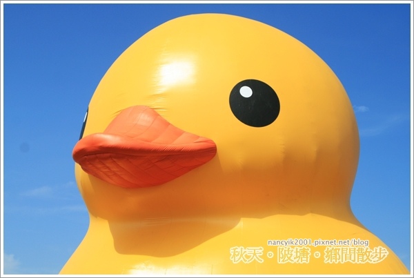 新屋後湖埤,黄色小鴨桃園逗留處:秋天陂塘鄉間散步【2013桃園縣地景廣場藝術節】