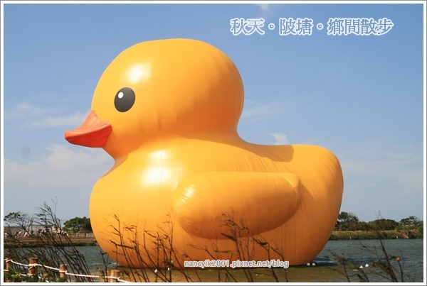 新屋後湖埤,黄色小鴨桃園逗留處:秋天陂塘鄉間散步【2013桃園縣地景廣場藝術節】