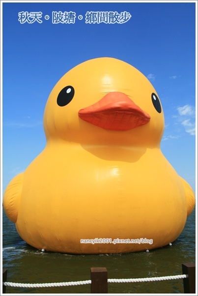 新屋後湖埤,黄色小鴨桃園逗留處:秋天陂塘鄉間散步【2013桃園縣地景廣場藝術節】