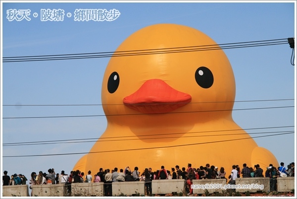 新屋後湖埤,黄色小鴨桃園逗留處:秋天陂塘鄉間散步【2013桃園縣地景廣場藝術節】