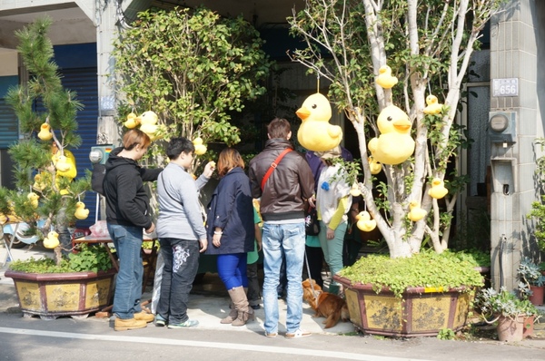 新屋後湖埤,黄色小鴨桃園逗留處:2013桃園最大盛事-黃色小鴨逗留新屋後湖塘【桃園/新屋】