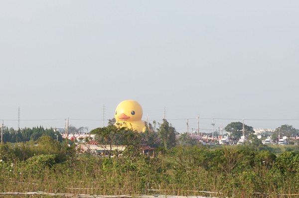 新屋後湖埤,黄色小鴨桃園逗留處:2013桃園最大盛事-黃色小鴨逗留新屋後湖塘【桃園/新屋】