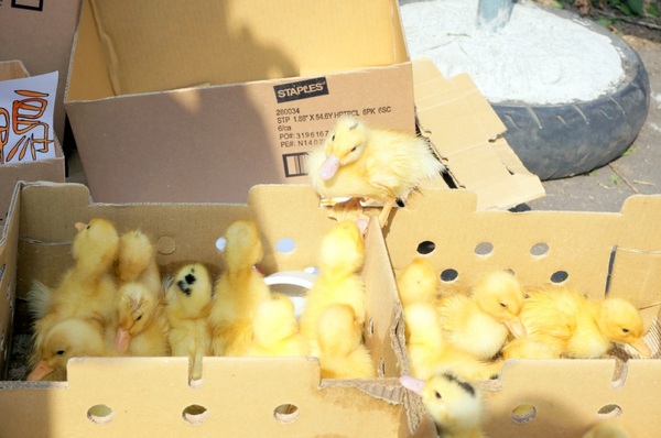 新屋後湖埤,黄色小鴨桃園逗留處:2013桃園最大盛事-黃色小鴨逗留新屋後湖塘【桃園/新屋】