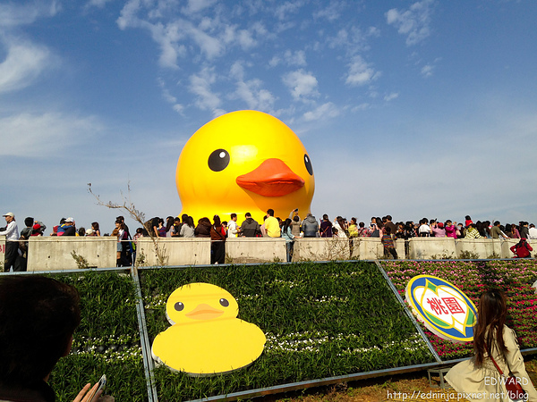 duck011.jpg