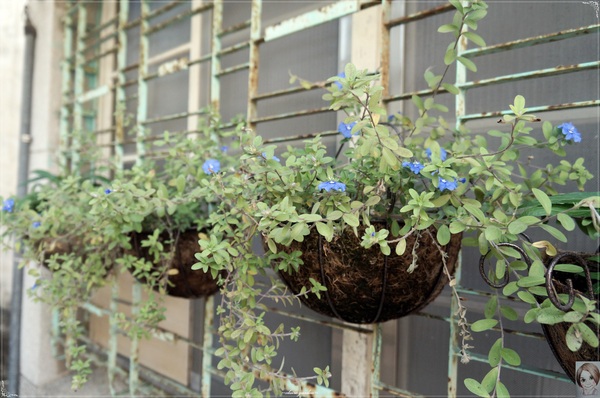 茉莉巷：[2014中南部四天之旅]台南 安平 茉莉巷&效忠街~小確幸之巷弄漫遊