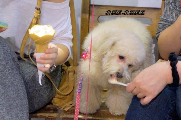 白鬍子 Milk Beard 鮮奶霜淇淋專賣店:【口碑券】連狗兒都愛吃的天然霜淇淋『台北東區/白鬍子』