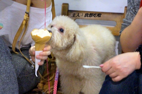 白鬍子 Milk Beard 鮮奶霜淇淋專賣店:【口碑券】連狗兒都愛吃的天然霜淇淋『台北東區/白鬍子』