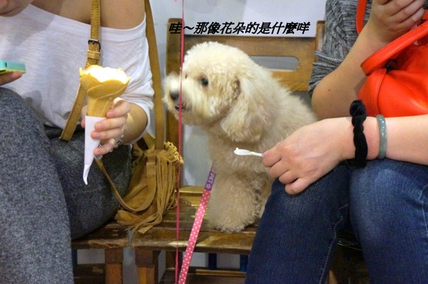 白鬍子 Milk Beard 鮮奶霜淇淋專賣店:【口碑券】連狗兒都愛吃的天然霜淇淋『台北東區/白鬍子』