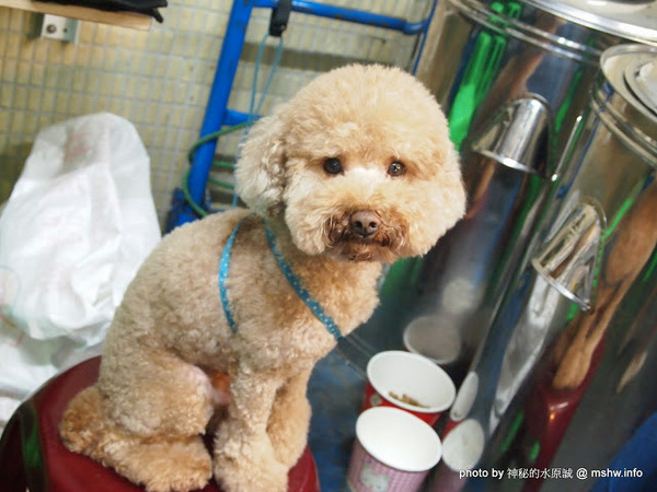 蟹老闆古早味手工蔥油餅:【食記】台北737巷蟹老闆古早味純手工蔥油餅.蔥抓餅@內湖MRT港墘站 : 鹹點甜味新登場~抓餅口感挑戰你的味蕾喲!