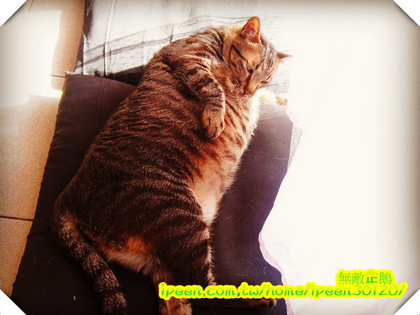 公主茶園:【台南】讓我們喵在一起~享受貴婦下午茶!《公主茶園PTM》