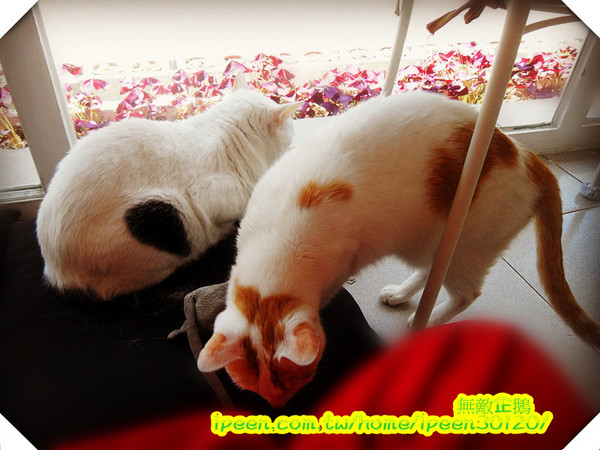 公主茶園:【台南】讓我們喵在一起~享受貴婦下午茶!《公主茶園PTM》