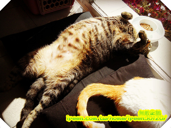 公主茶園:【台南】讓我們喵在一起~享受貴婦下午茶!《公主茶園PTM》