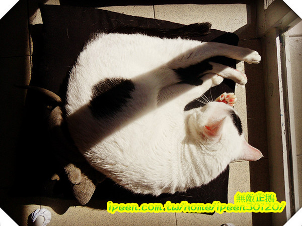 公主茶園:【台南】讓我們喵在一起~享受貴婦下午茶!《公主茶園PTM》