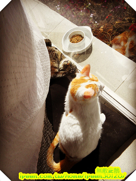 公主茶園:【台南】讓我們喵在一起~享受貴婦下午茶!《公主茶園PTM》