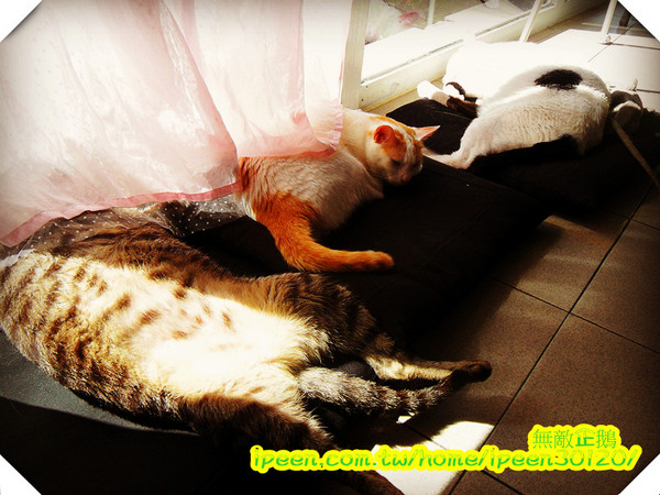 公主茶園:【台南】讓我們喵在一起~享受貴婦下午茶!《公主茶園PTM》