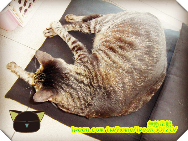 公主茶園:【台南】讓我們喵在一起~享受貴婦下午茶!《公主茶園PTM》