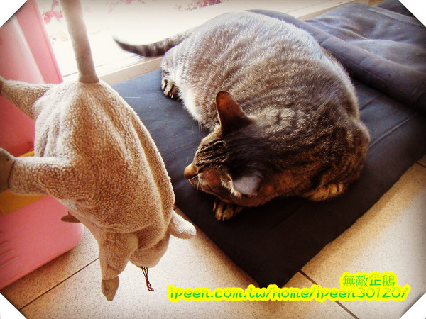 公主茶園:【台南】讓我們喵在一起~享受貴婦下午茶!《公主茶園PTM》