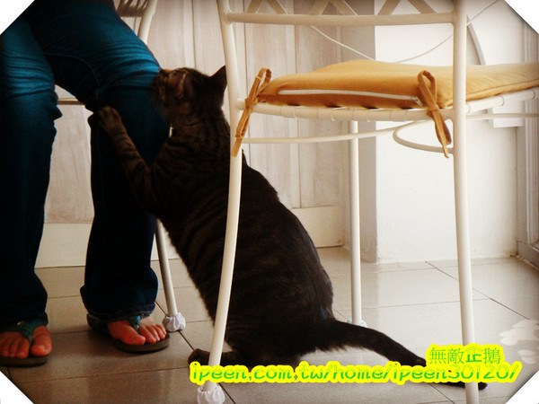 公主茶園:【台南】讓我們喵在一起~享受貴婦下午茶!《公主茶園PTM》