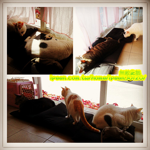 公主茶園:【台南】讓我們喵在一起~享受貴婦下午茶!《公主茶園PTM》