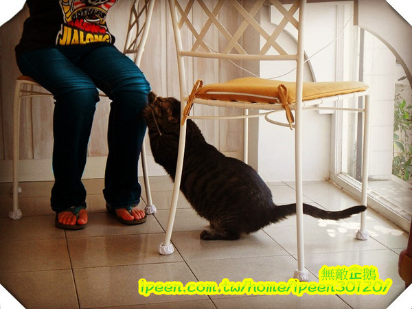 公主茶園:【台南】讓我們喵在一起~享受貴婦下午茶!《公主茶園PTM》