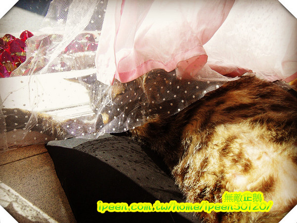 公主茶園:【台南】讓我們喵在一起~享受貴婦下午茶!《公主茶園PTM》