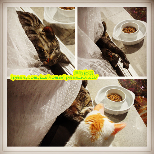 公主茶園:【台南】讓我們喵在一起~享受貴婦下午茶!《公主茶園PTM》